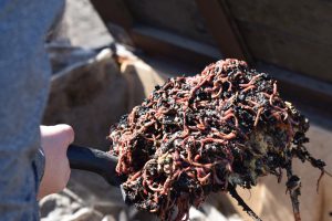 Worms in a healthy compost system.