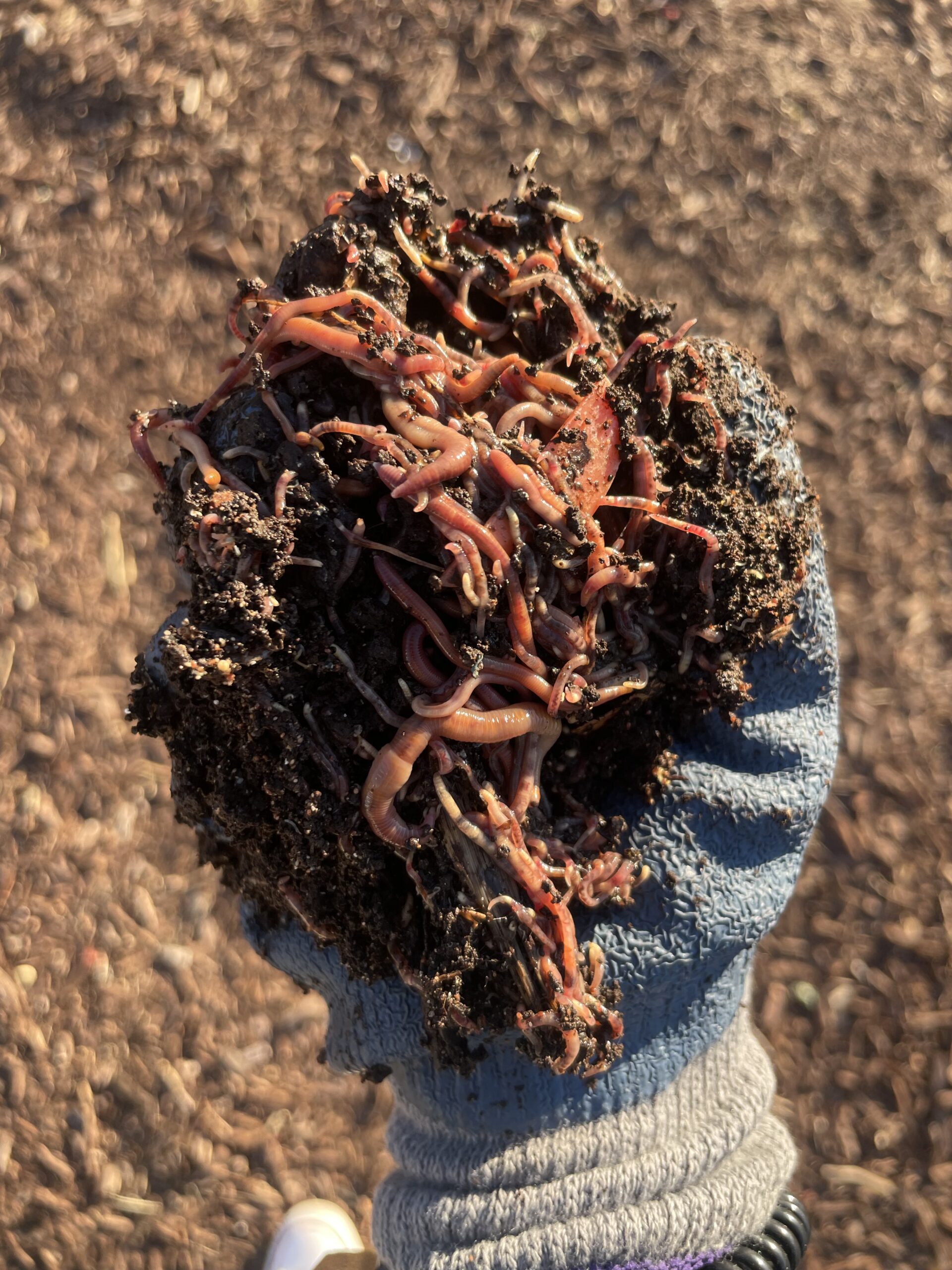 Vermicompost in hand