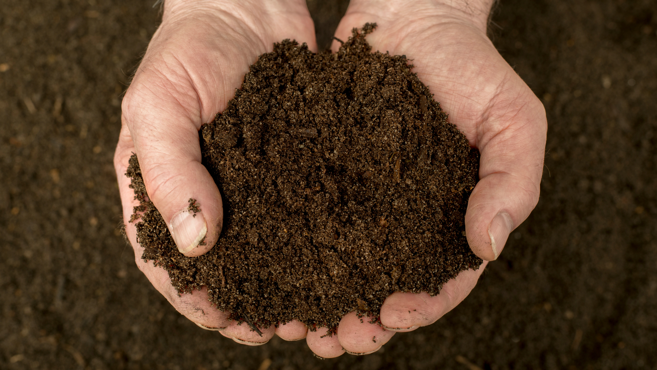 Hands holding compost