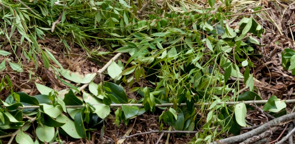 Leaves and branches in a pile.