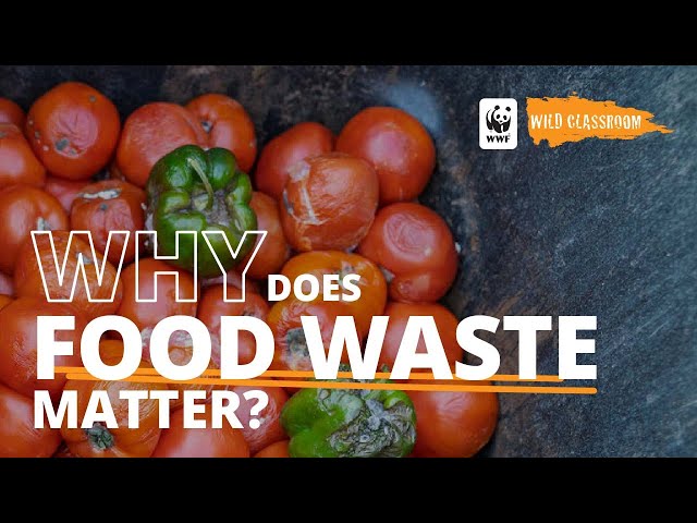 Why Does Food Waste Matter